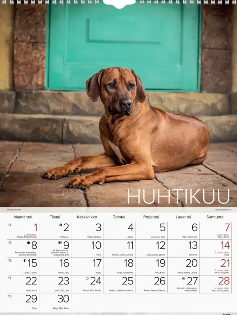 Outlet Seinakalenteri 2024 Koirat Kalenterit
