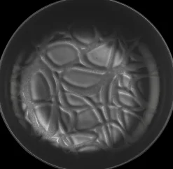 Kulho Capri 15 Cm Astiat